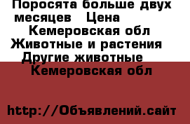 Поросята больше двух месяцев › Цена ­ 2 500 - Кемеровская обл. Животные и растения » Другие животные   . Кемеровская обл.